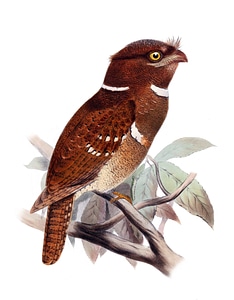 Drawing schwalm like caprimulgiform
