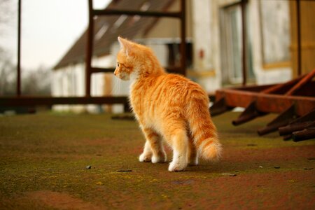 Rust old red cat