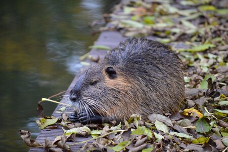 Water rodent muskrat photo