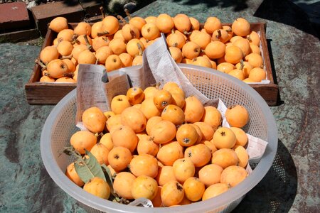 Chiba loquat lake biwa