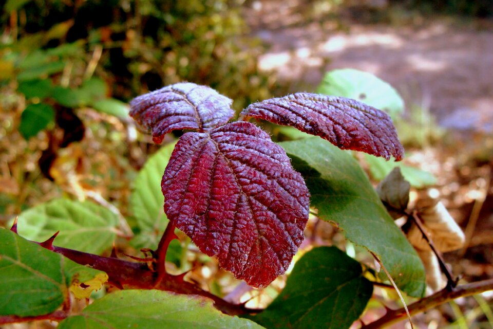 Rosebush autumn plant