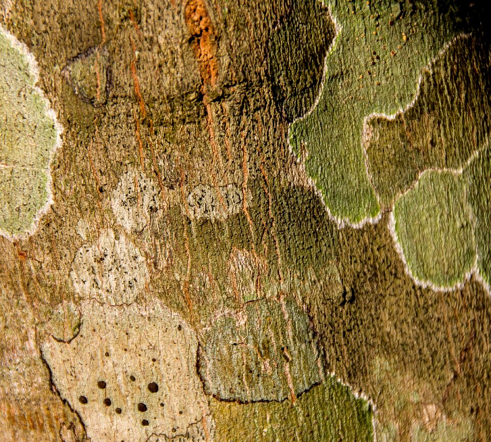 Trunk green brown