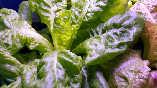 Vegetable 萵 radicchio foliage