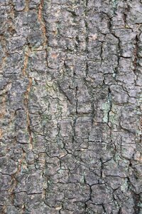 Tree bark wood texture photo
