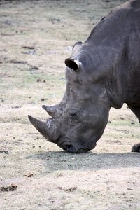Africa big game rhinoceros photo