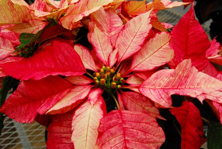 Poinsettia floral