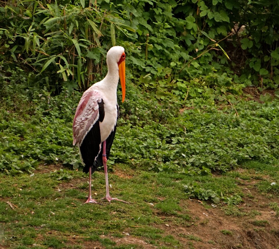 Glutton zoo stork