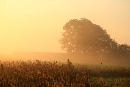 Tree field fog photo