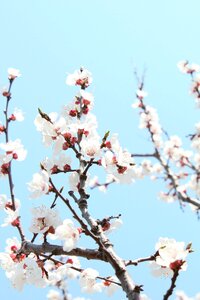 Cherry blossom the year april port arthur photo