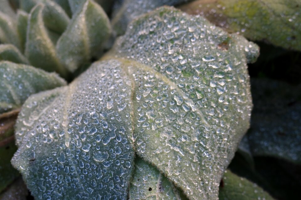 Plant nature pointed flower