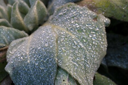 Plant nature pointed flower photo