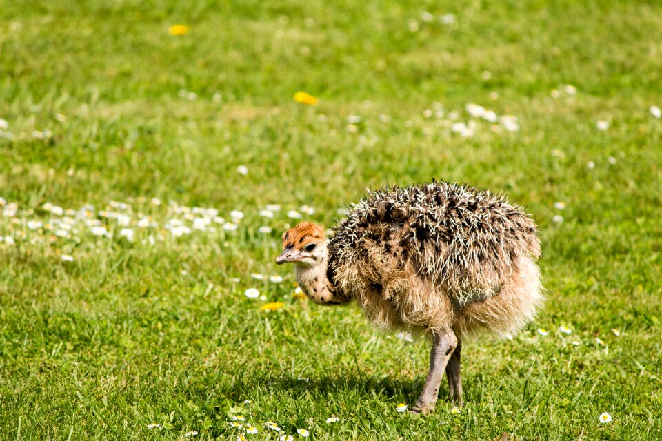 Chicken meadow young animal