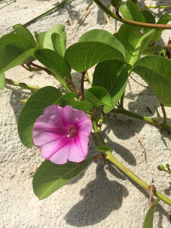 Flower plant ocean