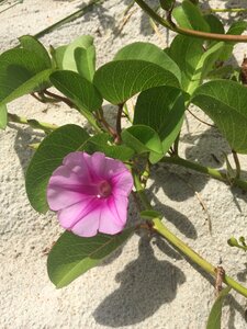 Flower plant ocean