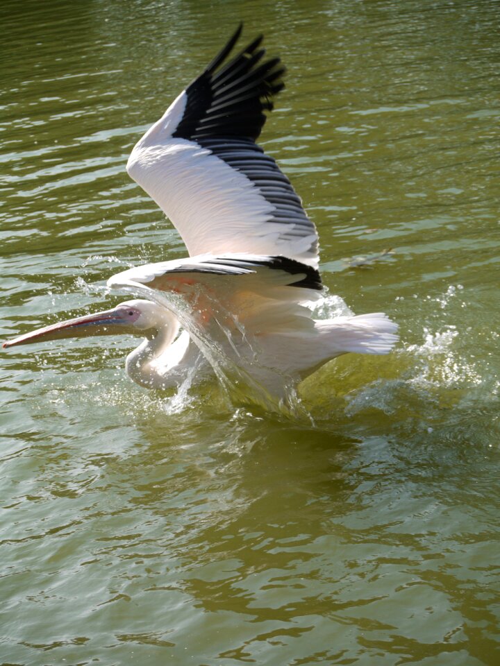 Large beak pinnate dawn