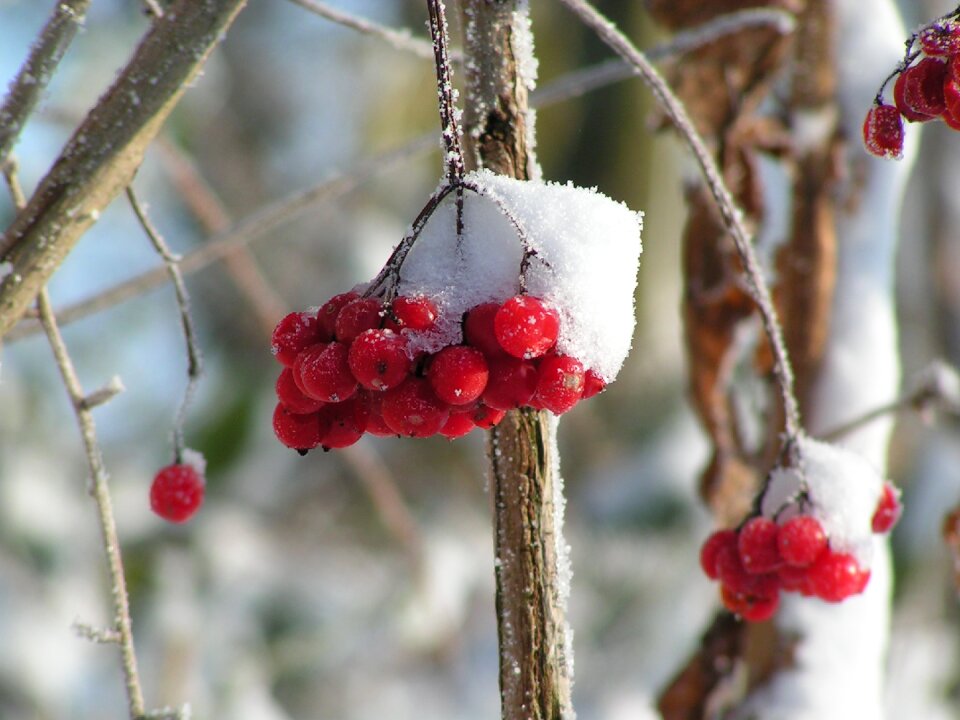 Nature winter landscape garden