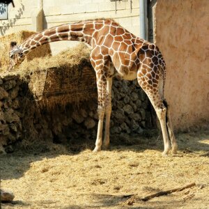 Zoo animals safari