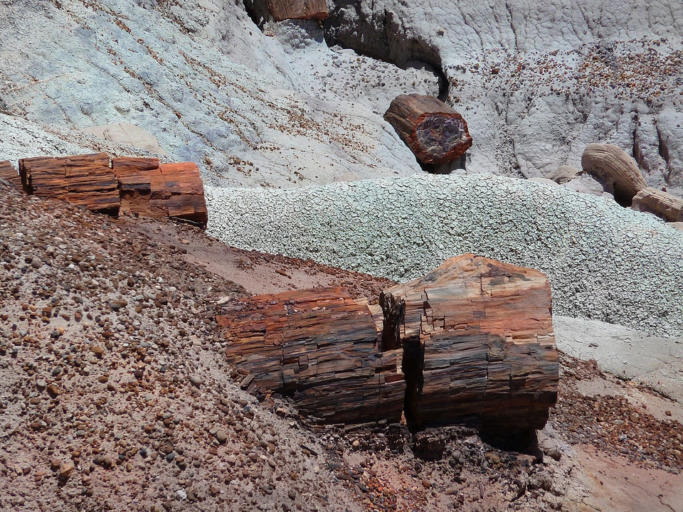 Park petrified wood opal wood