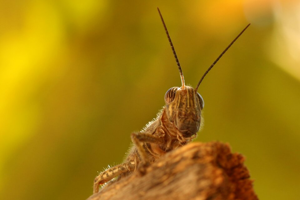 Grasshopper macro close up photo