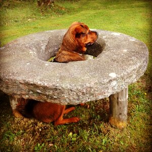 Hunting canine photo