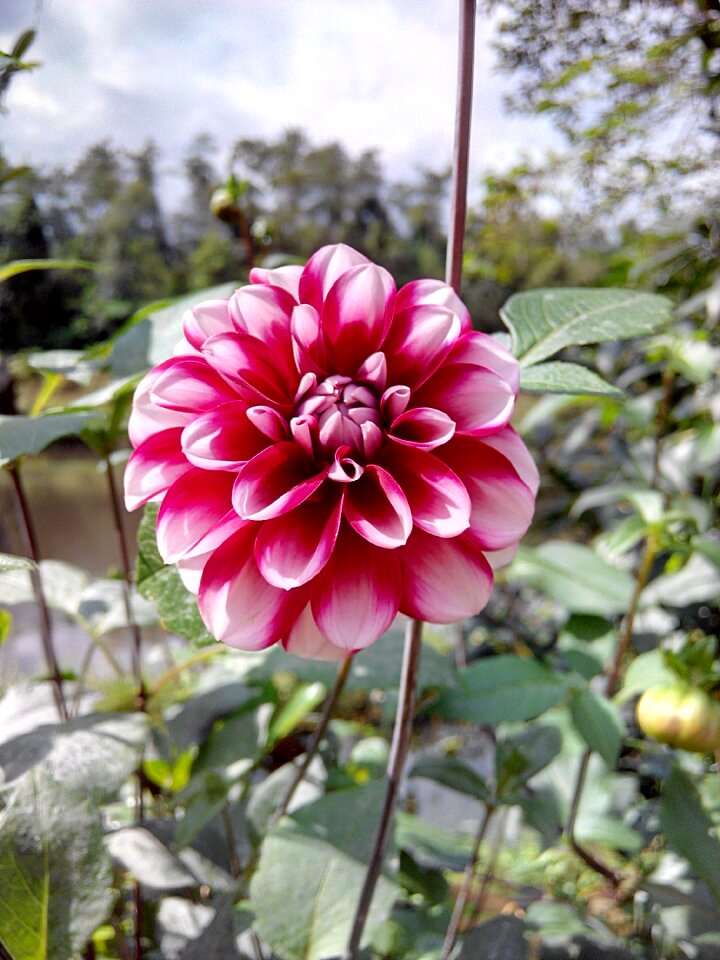 Flower countryside