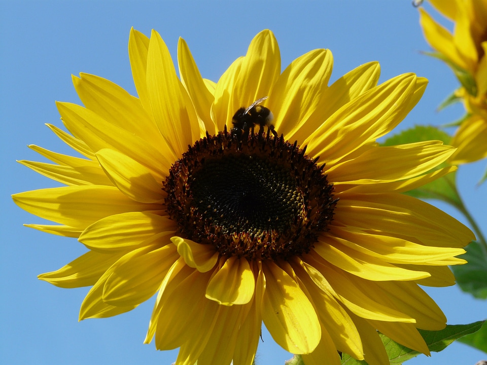 Nature plant blossom photo