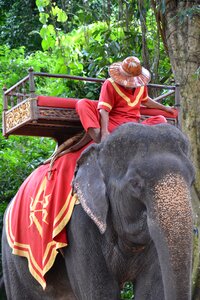 Elephant tourist animal