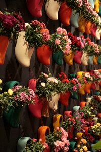 Clogs flowers horticulture