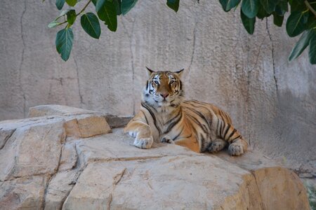 Feline cat fauna