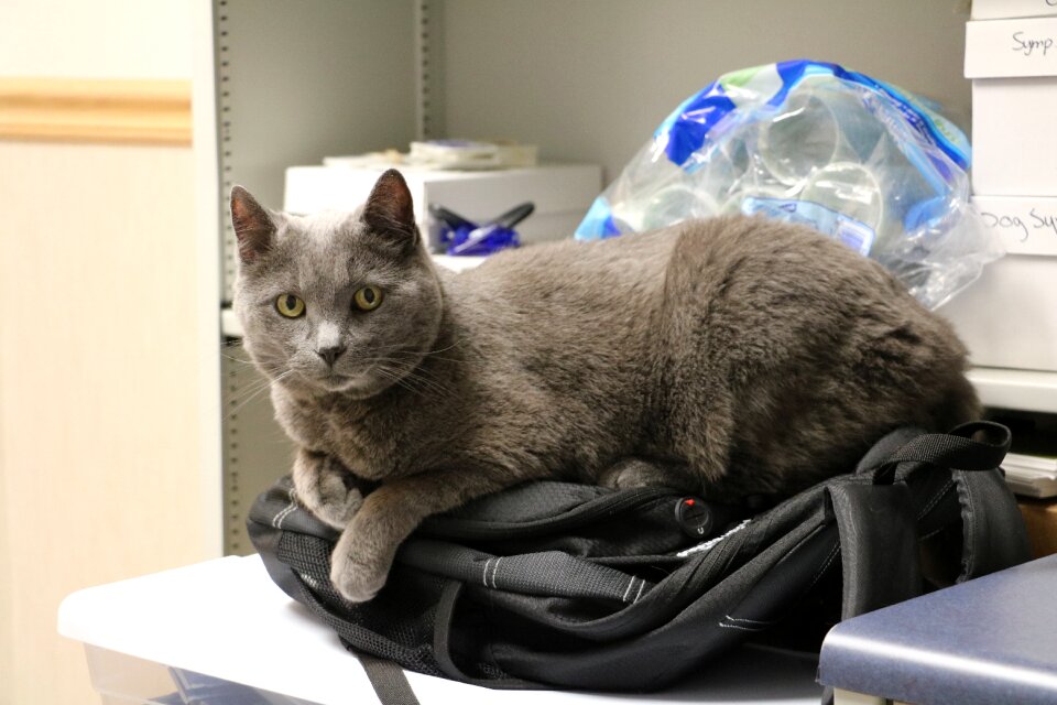 Feline domestic short hair animal pet