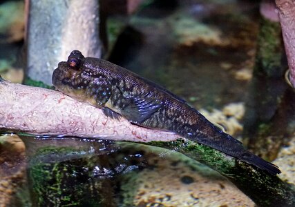 Amphibians aquatic animal gill