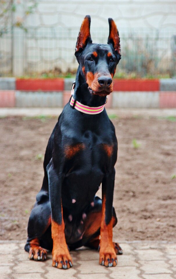 Seating animal female dog