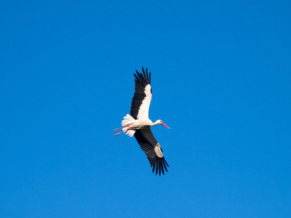 Feathers peak animal