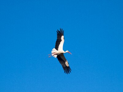 Feathers peak animal