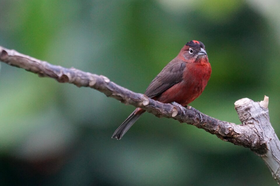 Animals bird dry forest