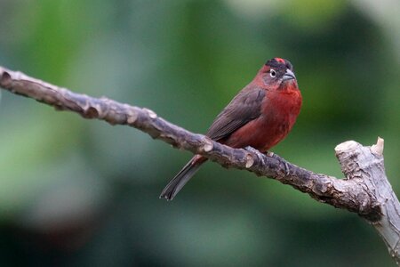 Animals bird dry forest