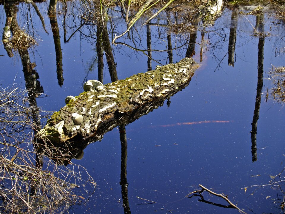 Moor moorland water