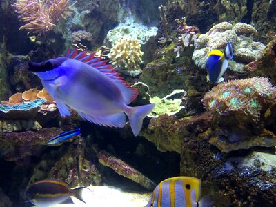 Fish aquarium underwater world photo