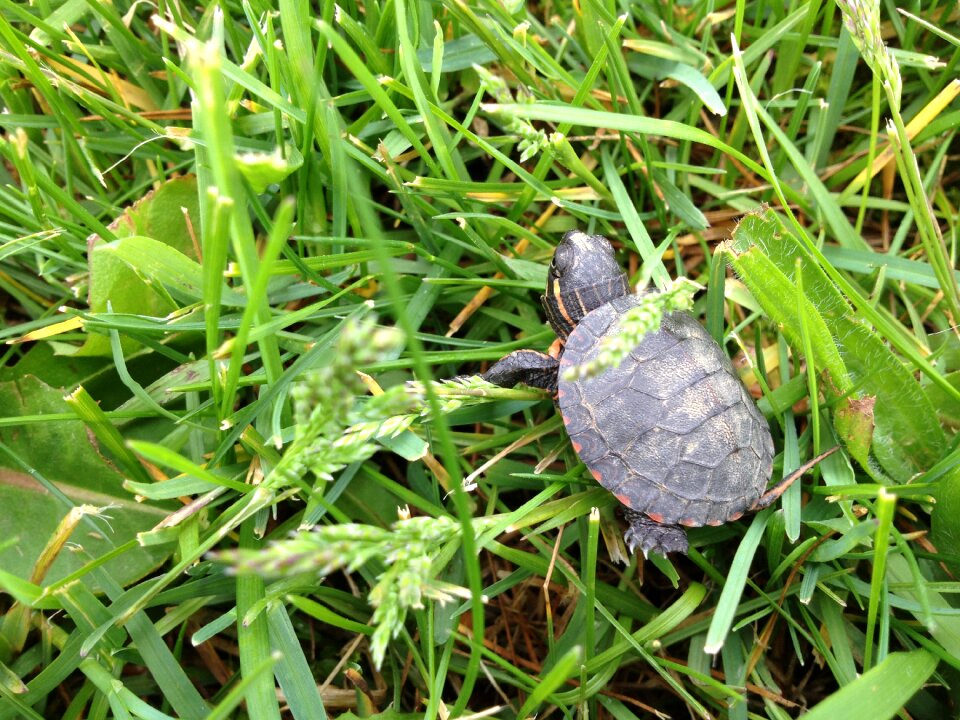 Nature wildlife shell