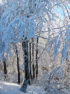 Winter view snow photo