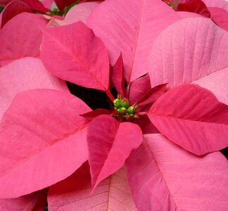 Poinsettia flower pink photo