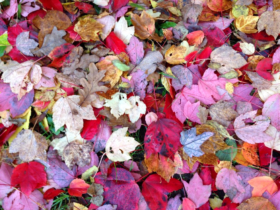 Fall foliage golden autumn trees photo