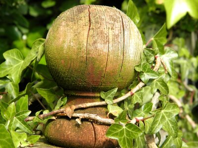 Wooden post growth