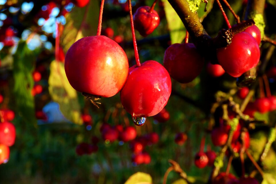 Garden autumn raindrop