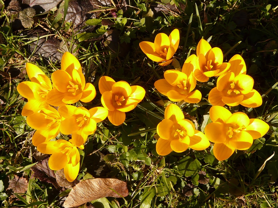 Close up macro flowers