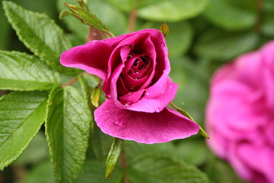 Blossom bouquet bud