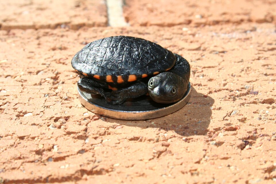 Long-neck turtle sydney