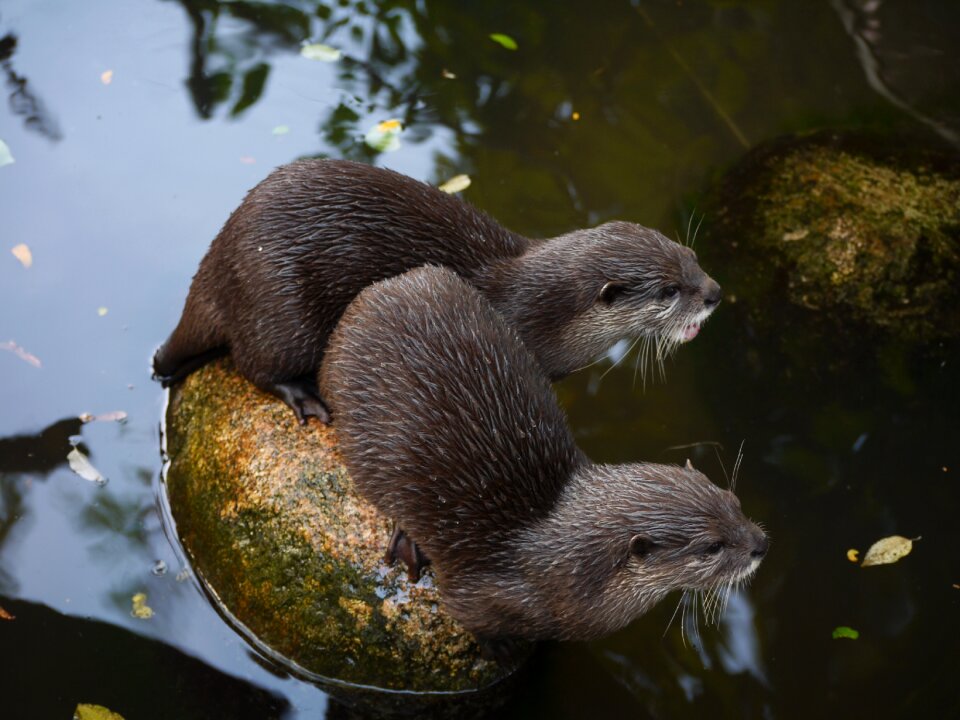 Otter mammal clawed otter