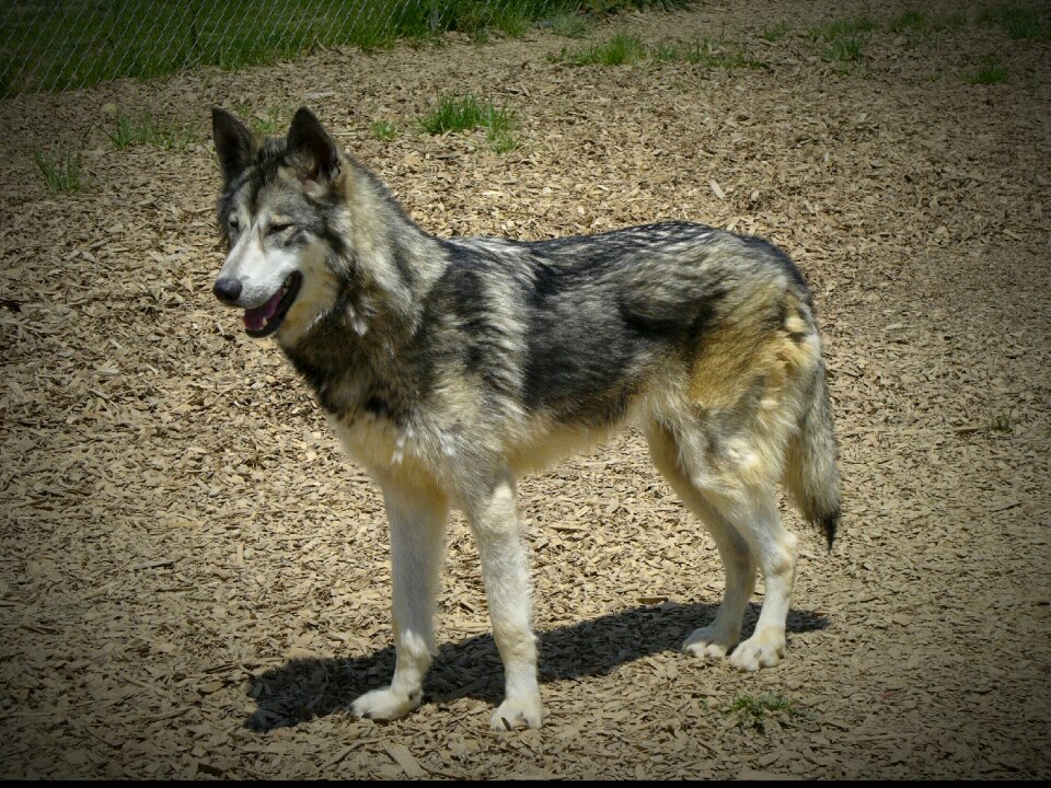 Wolf timber hybrid
