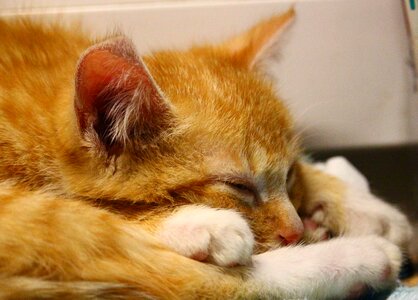 Sleep fur red cat photo